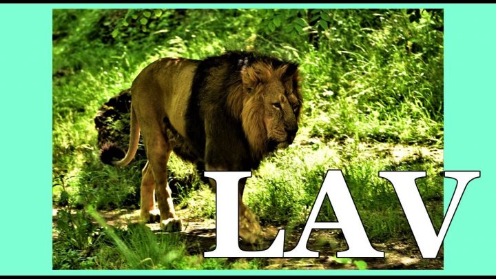 Lav: Ne bira najlakse puteve nego ide onim najtezim – On je pravi KRALJ!